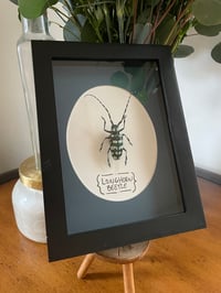 Longhorn Beetle Box