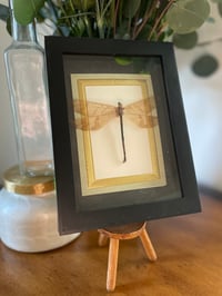 Dragonfly Box