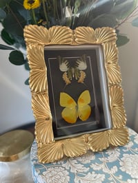 Gold Shelled Butterfly Box