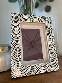 Blk/Wht Spotted Orb Weaver Box