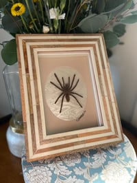 Boho Tarantula Box