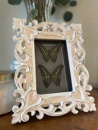 Ornate White Tailed Jay Butterfly Box