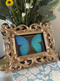 Ornate Morpho Box