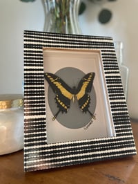 Blk/Wht King Swallowtail Butterfly Box