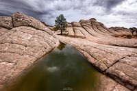 Ponderosa 
