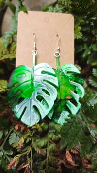 Image 1 of Monstera ...