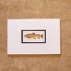 Brown Trout - matted limited edition print