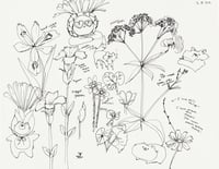 Flower Sketch Page - Original Drawing ~11x14