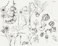 Flowers and Foods Sketch Page - Original Drawing 11x14"