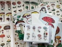 Image 5 of Cavallini & Co. Mushrooms Stationery Set