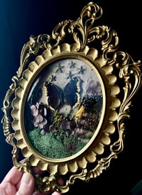 Image 2 of Mourning Cloak Butterfly Botanical Frame