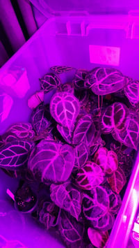 Image 3 of Anthurium Stella Rose Large 