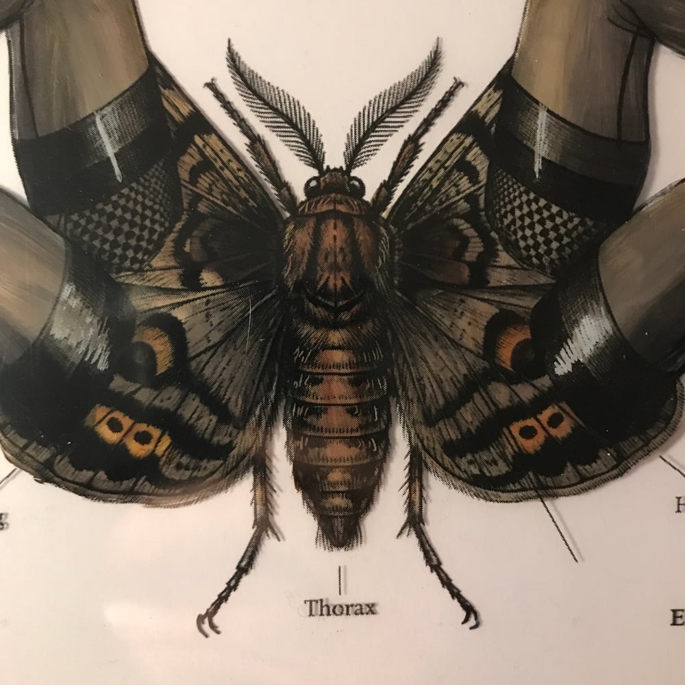 Image of Bombyx 01