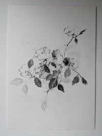 Wild roses V