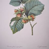 Image 11 of Planches  Anciennes les fruits de Redouté