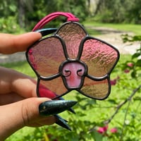 Image 3 of Phalaenopsis Orchids