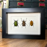 Image 2 of beetle trio #2