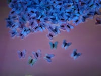 Image 1 of Glow Butterfly nail art