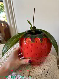 Image 5 of Hoya Pubicalyx in Strawberry Vase