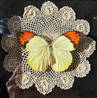 Image 4 of Doily Butterfly Frame