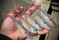 Image 4 of 5" G5 Hand Poured Swimbaits - "BLUEBACKS”