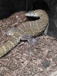 Image 2 of Adult Female Nile Monitor 