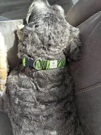 Image 1 of Zebra - Green