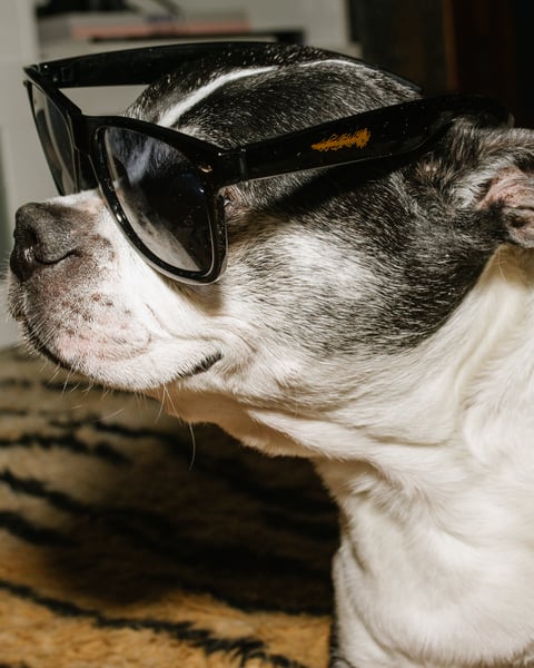 Image of DEATHBUSTER! Sunglasses