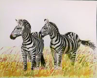Zebras