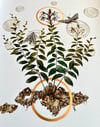 Terma - Limited edition hand-gilded copper leaf print