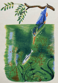 Image 2 of Père Castor Kingfisher