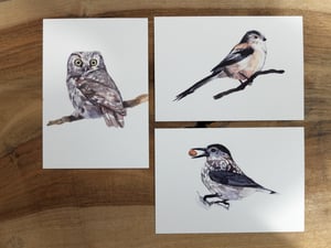 6 cartes oiseaux