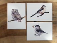 Image 1 of 6 cartes oiseaux