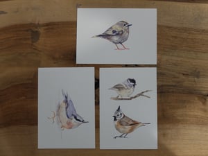 6 cartes oiseaux