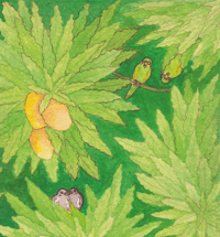 Image 3 of Mango Season