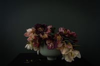 Still Life with Lenten Roses no. 1