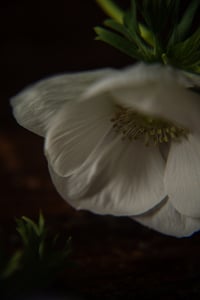 Still Life with Anemone no. 7 or The Flowers