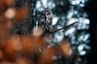 Great grey owl