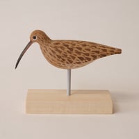 Image 1 of Curlew 2024