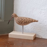 Image 4 of Curlew 2024