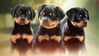 Puppy Rottweilers for sale