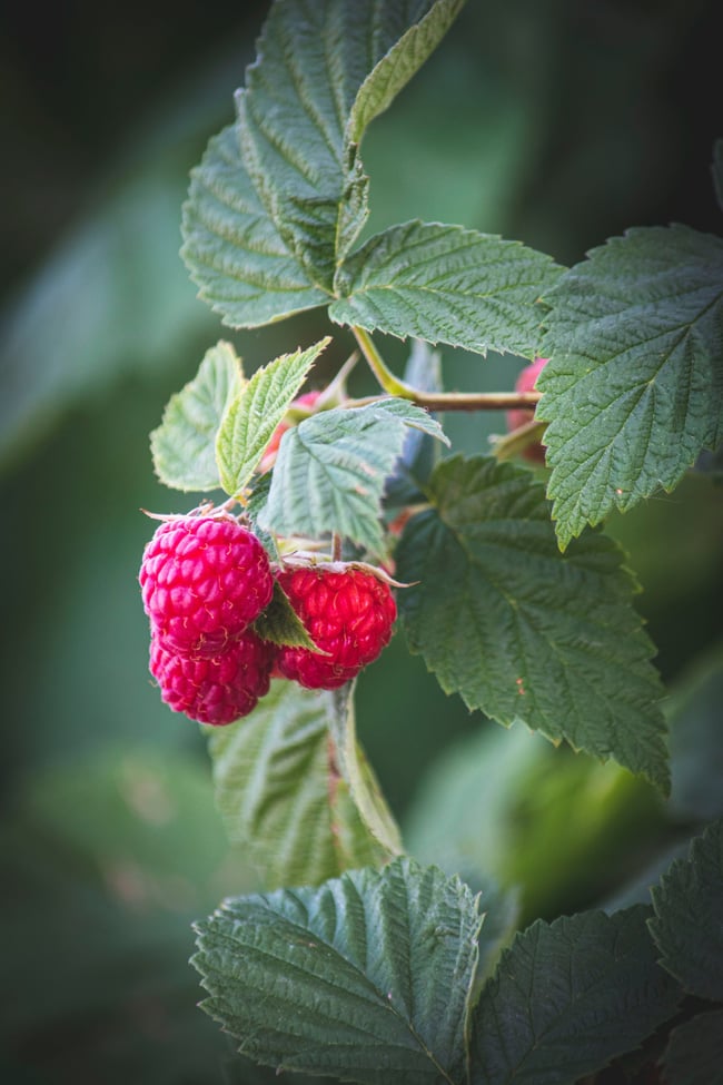 Red Raspberry Leaves