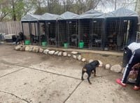 Dog boarding 