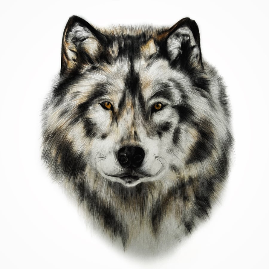 Image of Wolf  