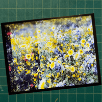 E.W. Edition - 11-print portfolio