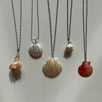 Image 1 of Seashell Pendant Necklace