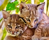 Two Baby Bobcats Cuddling