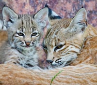 Mom Bobcat and Bobcat Kitten Love