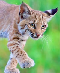Walking Bobcat