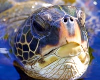Close up Sea Turtle